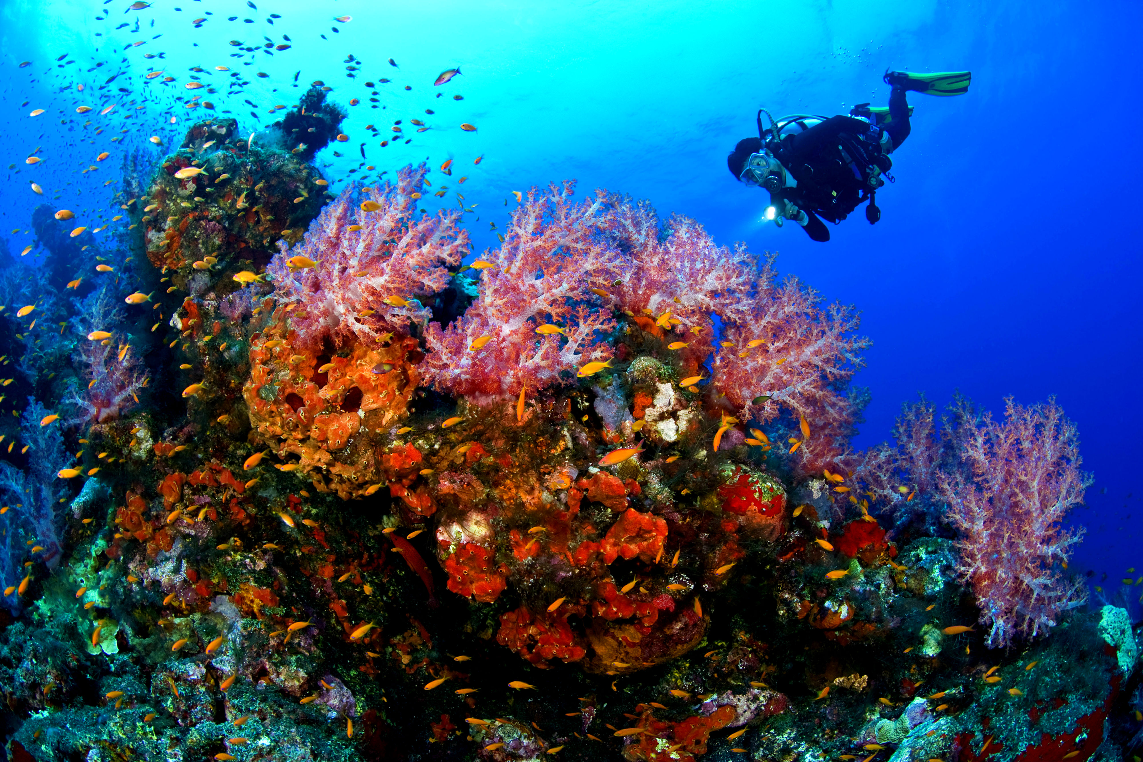 Best Scuba Diving Sites in Mexico